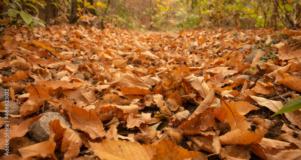 Dry foliage on the ground in autumn. Picture of fallen dry leaves, taken in a forest in autumn.