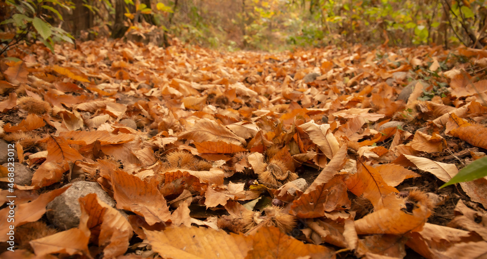 Dry foliage on the ground in autumn. Picture of fallen dry leaves, taken in a forest in autumn. Dry foliage on the ground in autumn. Picture of fallen dry leaves, taken in a forest in autumn.