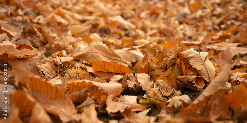 Dry foliage on the ground in autumn. Picture of fallen dry leaves, taken in a forest in autumn. Dry foliage on the ground in autumn. Picture of fallen dry leaves, taken in a forest in autumn.