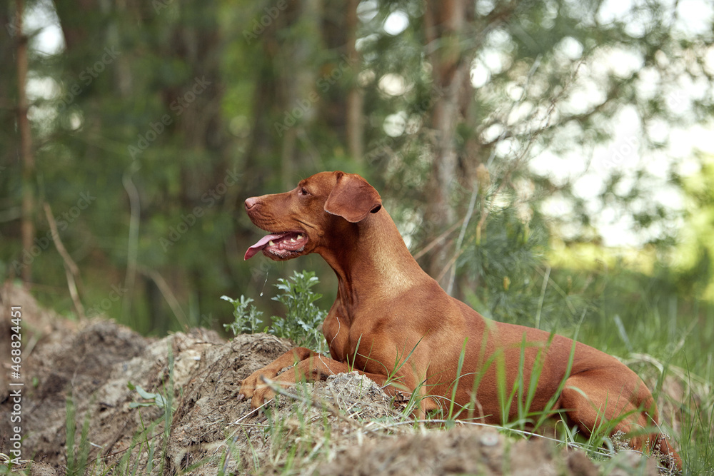 The dog breed is on a walk in the summer in nature. The dog plays with its master. The dog breed is on a walk in the summer in nature. The dog plays with its master.