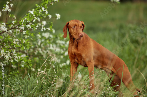 The dog breed is on a walk in the summer in nature. The dog plays with its master.