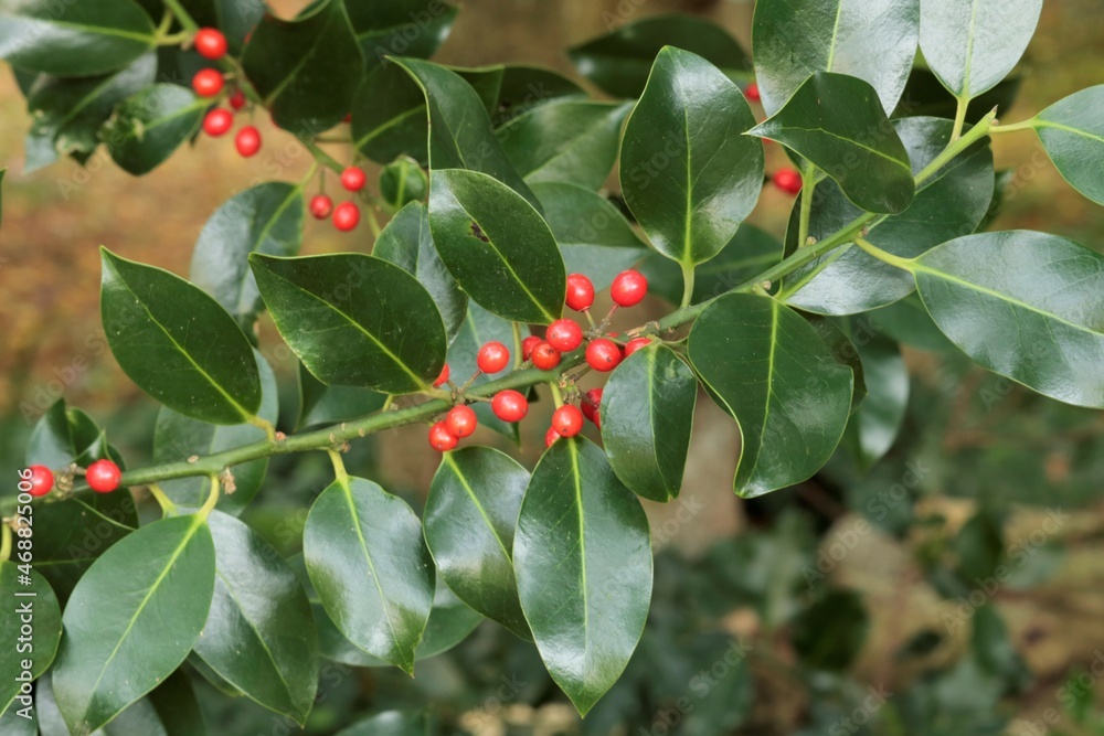 Fototapeta premium Houx commun