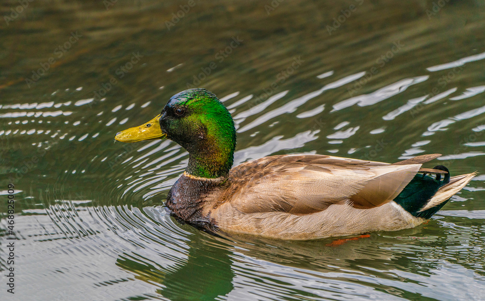 Fototapeta premium Mallard (Male)