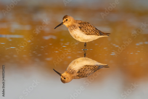 Correlimos común (Calidris alpina). 