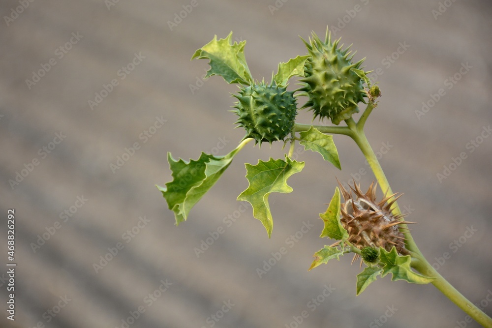 Planta de estramonio, datura stramonium, en otoño Stock Photo Adobe Stock