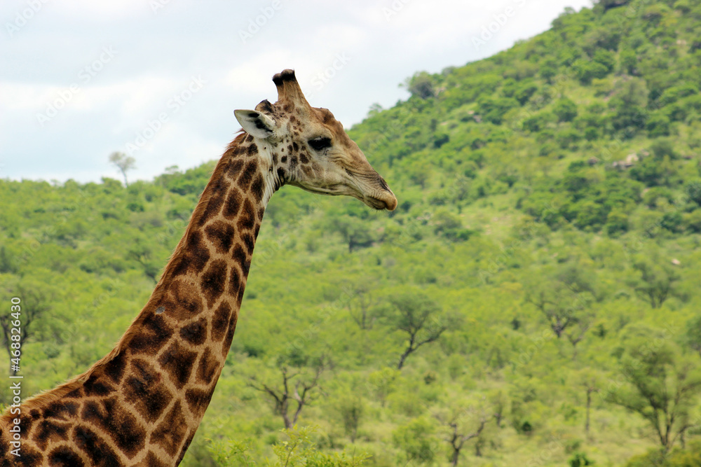 Naklejka premium South African giraffe or Cape giraffe (Giraffa camelopardalis giraffa) in the foothills of the Lebombo Mountain bushveld in Kruger National Park, Mpumalanga Province of South Africa
