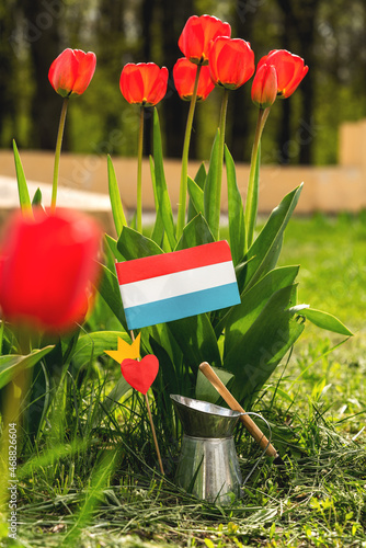 Photography Netherlands paper flag on tulips background