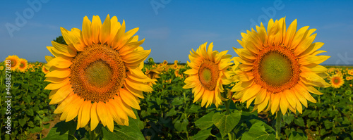closeup sunflower flowers on blue sky background