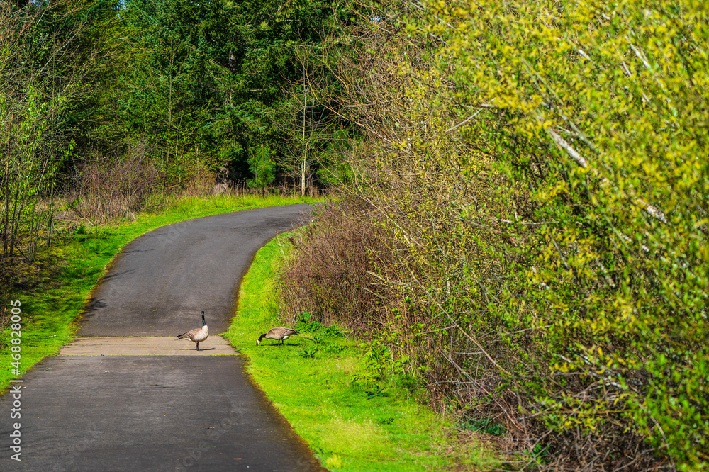 Obraz premium Forest Road