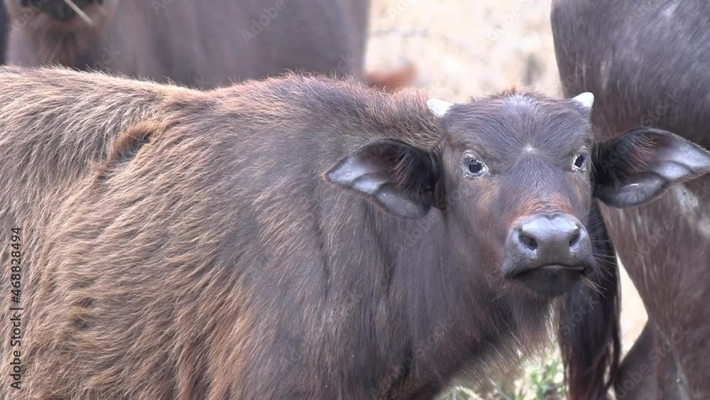 Close-up of a young African Buffalo standing with the herd. Close-up of a young African Buffalo standing with the herd.