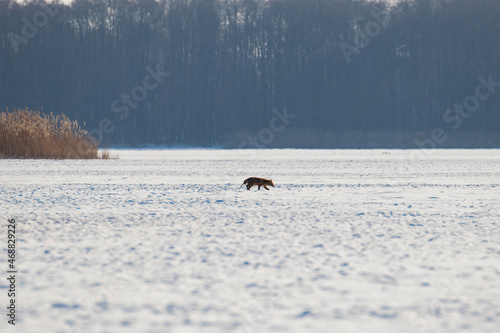Wallpaper Mural The winter landscape of the fish pond, the red fox in the middle of the pond during the winter, the habitat and sanctuary of wild animals. Pond covered with snow and a predator in the snow Torontodigital.ca