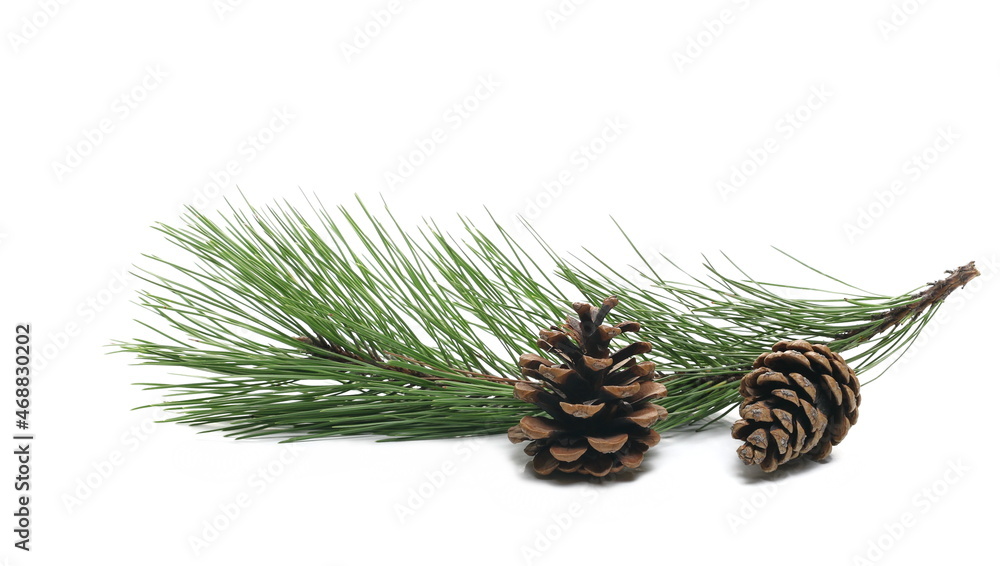 Fototapeta premium Pine cone and conifer tree leaves, twig isolated on white background