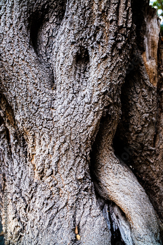 The surface of the tree trunk. Bark texture