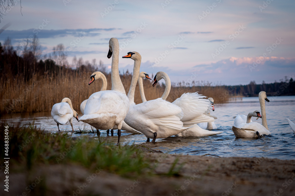 Fototapeta premium Krajobraz, zwierzęta