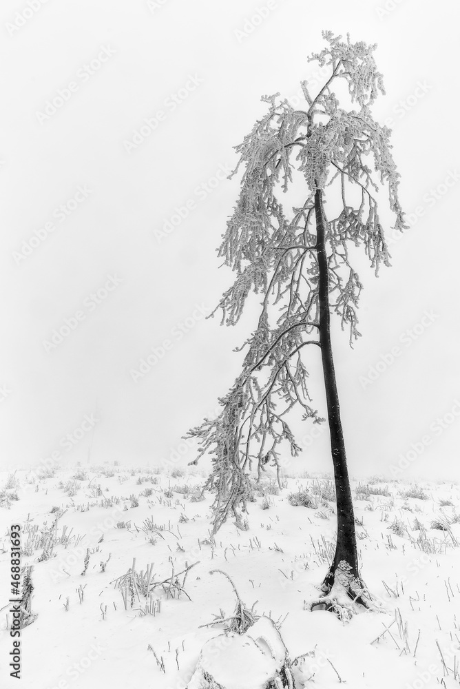 Fototapeta premium Winter tree