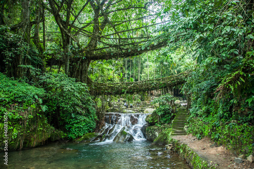 Fototapeta Naklejka Na Ścianę i Meble -  One of the most popular tourist destinations of Meghalaya is Living Roots bridge.