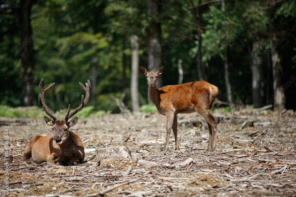 Obraz premium Animaux