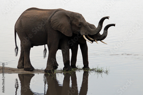 Photography Selective of large elephants near the water