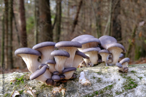 Group of mushrooms Pleurotus ostreatus (oyster mushroom, oyster fungus, hiratake) growing on trunk in forest. It is a common edible mushroom.