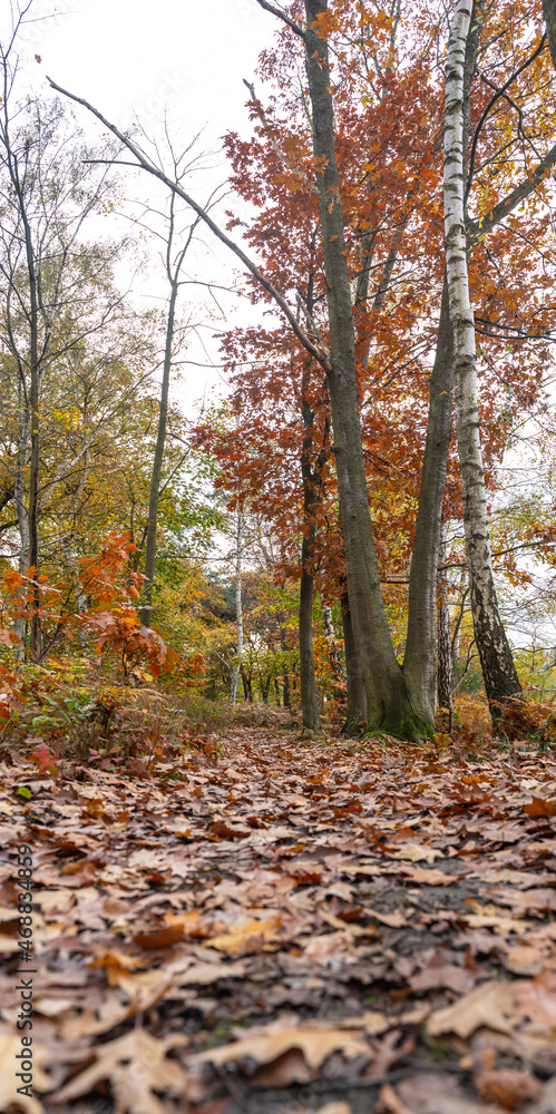 An autumn walk in the local recreation area Sechs Seenplatte Duisburg, North Rhine-Westphalia An autumn walk in the local recreation area Sechs Seenplatte Duisburg, North Rhine-Westphalia