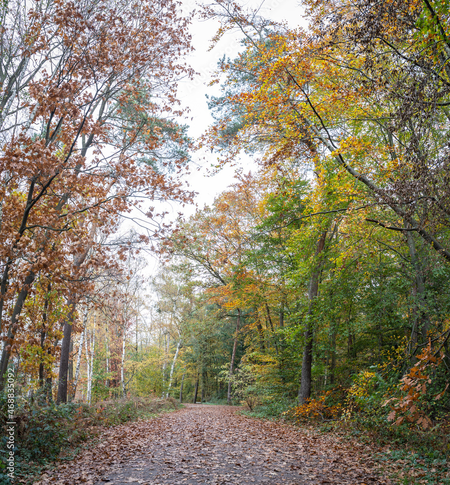 An autumn walk in the local recreation area Sechs Seenplatte Duisburg, North Rhine-Westphalia