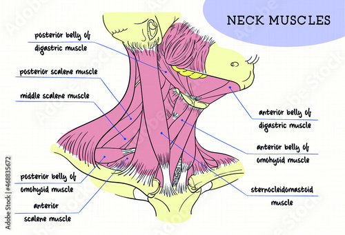 human neck muscles structure figure digital