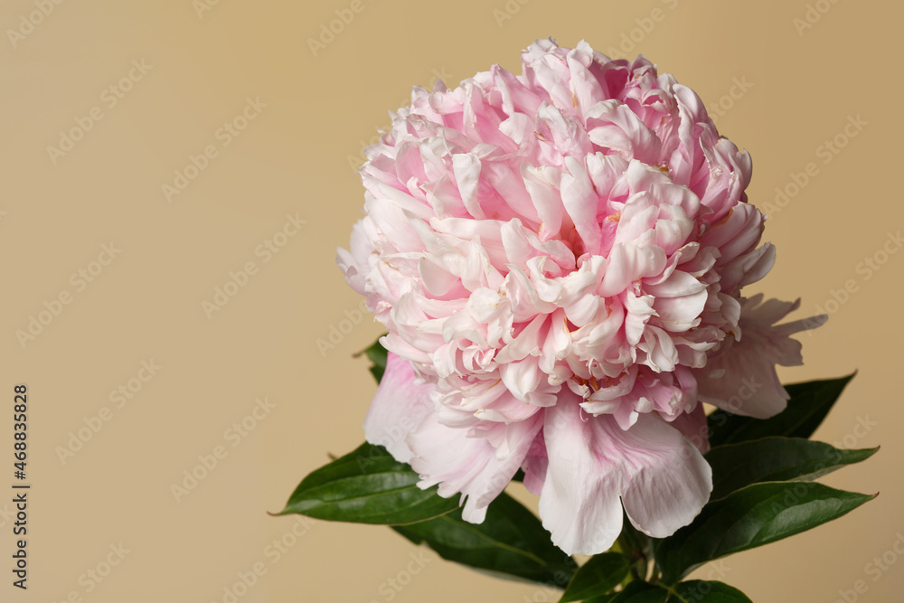 Beautiful rose-shaped peony flower in pink color isolated on beige background.