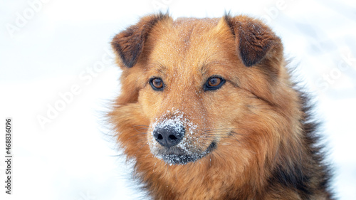 Big brown fluffy dog with snow-covered snout, dog portrait close up © Volodymyr