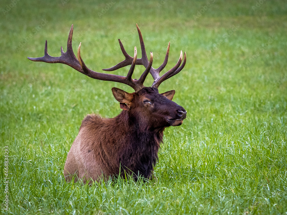 Fototapeta premium A single male Elk or Manitoban Elk, in a field near Oconaluftee Visitor Center in Great Smoky Mountains National Park in North Carolina USA