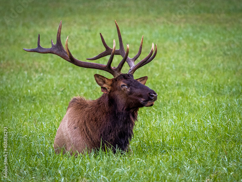 A single male Elk or  Manitoban Elk, in a field near Oconaluftee Visitor Center in Great Smoky Mountains National Park in North Carolina USA