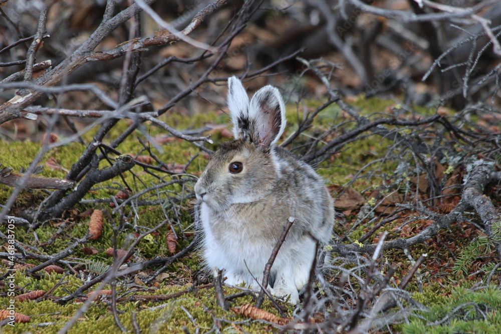 Fototapeta premium Snowshoe hare (Lepus americanus) in spring molt