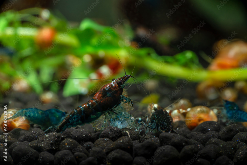 Nice brown neocaridina shrimp in freshwater tank dark key macro aquarium photography