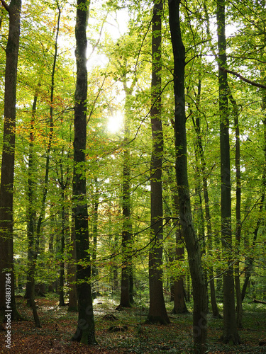 Im Herbstwald © T^^F