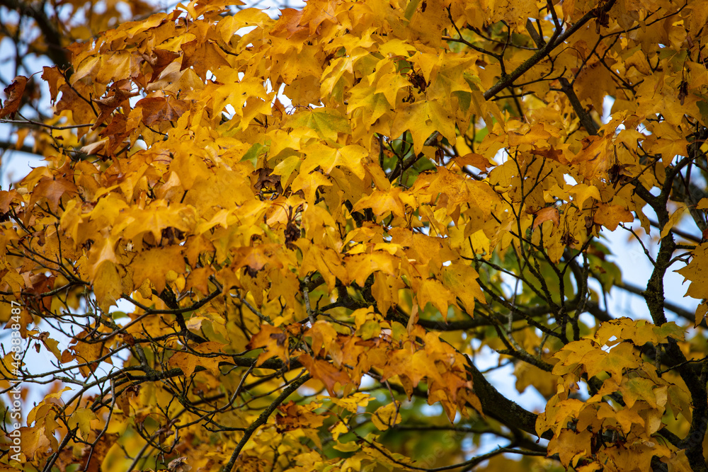 yellow autumn leaves yellow autumn leaves