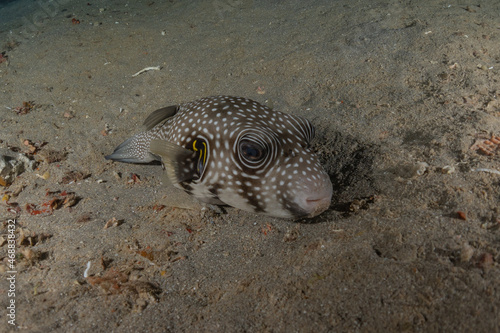 Fish swim in the Red Sea  colorful fish  Eilat Israel 