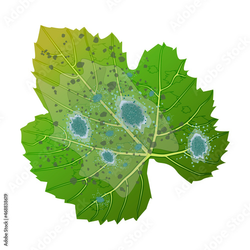 Leaf with mold isolated on white background. Green leaf are damaged by fungi pathogen. Plant blight symptom. Powdery mildew on leaves.Plant disease. Mould spots on the leaves.Stock vector illustration photo