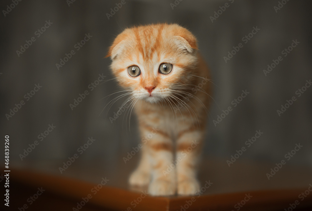 scottish fold shorthair red kitten