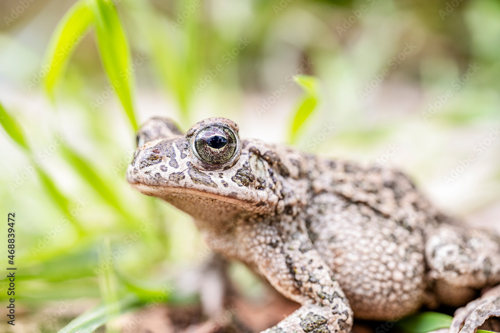 European toad sitting on grass European toad sitting on grass