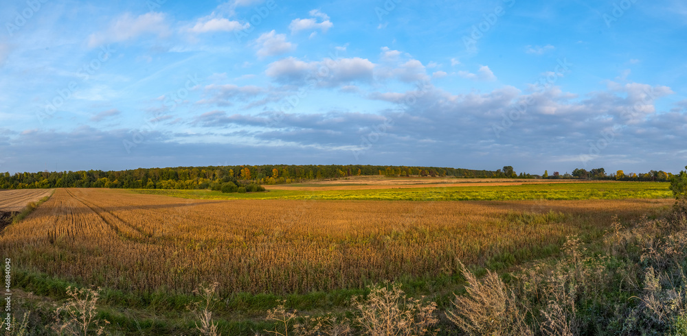 field of ripe soybeans, flowering rapeseed and autumn forest on the horizon