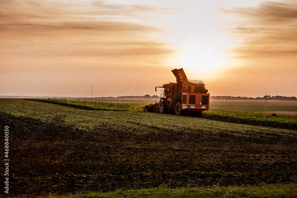 Fototapeta premium harvesting beets with a combine in the evening at autumn