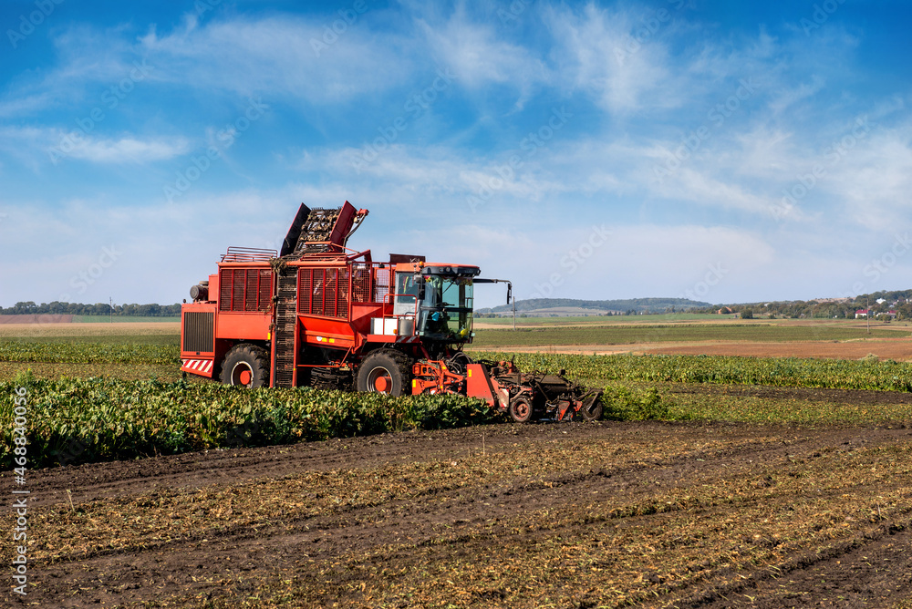 Obraz premium beet harvester, Mechanized harvesting of sugar beets in a field in the end of the autumn season.