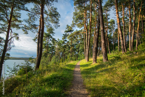 Pines forest with shadows on the shore of Lake, tranquil atmosphere