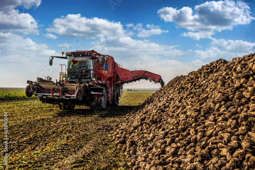 Machine for loading and harvesting sugar beet on field near pile of sugar beet, cloudy blue sky
