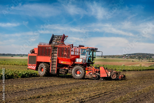 Beet harvester sugar beets in a field in the end of the autumn season. Mechanized harvesting  beautiful sky