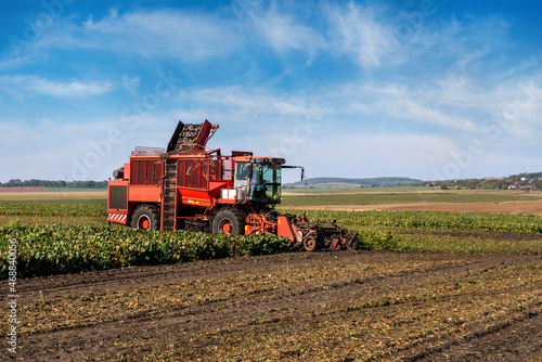 beet harvester, Mechanized harvesting of sugar beets in a field in the end of the autumn season.