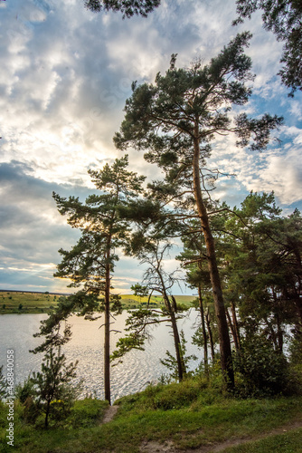 Pine forest by the lake, evening light sun over the water through the clouds