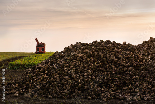 a pile of sugar beets,at sunset evening time, harvested by beet harvesting eq...