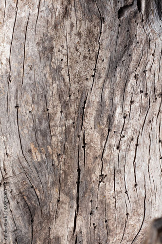 Close-up of brown wood texture background. The old wood texture with natural patterns for background, text, backdrop, copy space. Background pattern of the tree