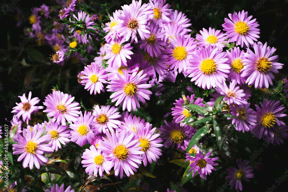 A close up photo of a bunch of pink chrysanthemum flowers with yellow centers. Chrysanthemum pattern in flowers park. Cluster of pink purple chrysanthemum flowers. A close up photo of a bunch of pink chrysanthemum flowers with yellow centers. Chrysanthemum pattern in flowers park. Cluster of pink purple chrysanthemum flowers.