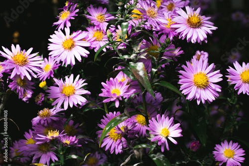 A close up photo of a bunch of pink chrysanthemum flowers with yellow centers. Chrysanthemum pattern in flowers park. Cluster of pink purple chrysanthemum flowers.